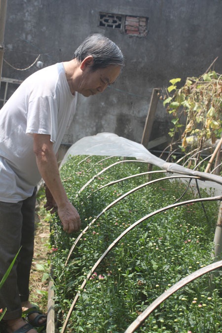 Chuyện ông già bảo thủ nhất làng hoa sống chật vật trên núi tiền - 1 Người trồng hoa cuối cùng ở làng hoa Ngọc Hà.