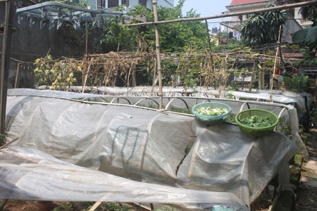 Chuyện ông già bảo thủ nhất làng hoa sống chật vật trên núi tiền - 2 Vườn hoa cuối cùng của làng hoa.