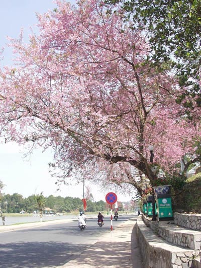 Đà Lạt mất cây mai anh đào tuổi thọ nửa thế kỷ - 1 Mai anh đào - đặc sản của Đà Lạt