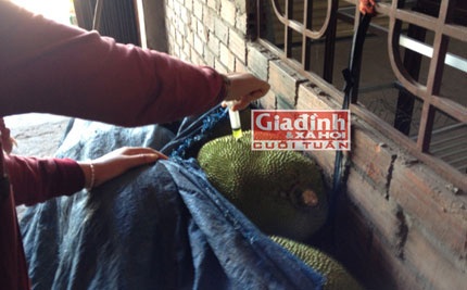 Chủ vựa đang tiêm hóa chất vào quả mít xanh (Ảnh: Kha sinh)