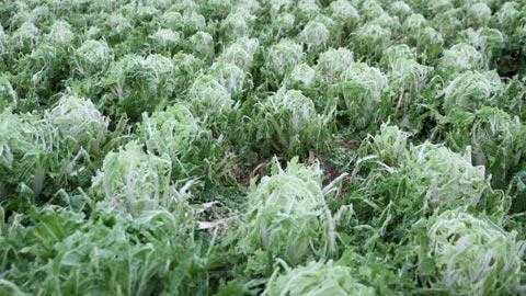 Mưa đá khủng khiếp tại Đà Lạt - 4 Rau trồng bị hư hại nặng (Ảnh: Nhân dân)