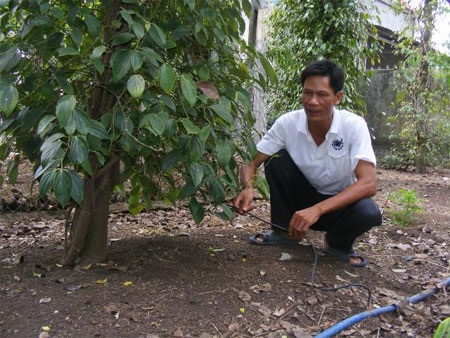 Đồng Nai có người trồng tiêu giỏi nhất thế giới - 1 Anh Thắng bên một cây hồ tiêu