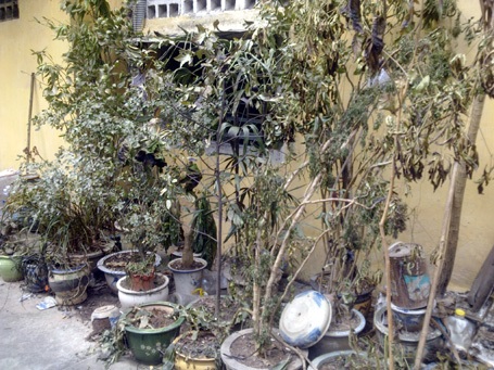 40 xe máy cháy rụi tại khu tập thể Bộ Giáo dục - Đào tạo - 10 Nhiều cây cảnh bị lửa táp héo khô (Ảnh: Quang Phong)