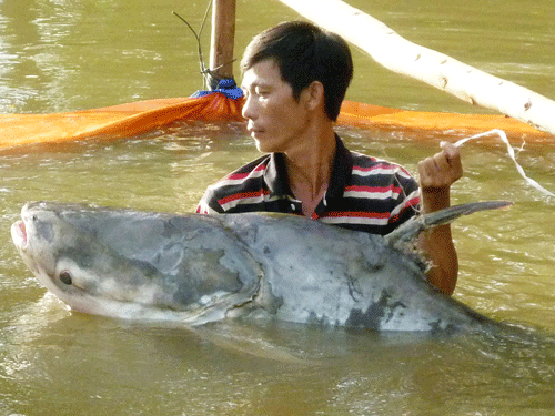 Bắt được cá tra dầu 63 kg trên sông Tiền - 1 Con cá tra dầu nặng hơn 71 kg bị bắt ở An Giang hồi tháng 7/2012. Ảnh: NLĐO