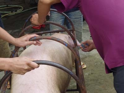 Lợn tiêm thuốc an thần để lâu miếng thịt vẫn tươi, bắt mắt (Ảnh minh họa: kinhtenongthon)