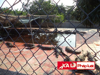 Chỉ còn vài con cá sấu lưa thưa trong trang trại sau vụ trộm hi hữu