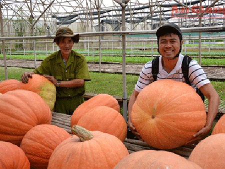 Bí “siêu khủng” - 1 Những trái bí khổng lồ của ông Phan mới thu hoạch.