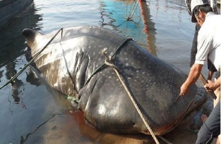 Dân chài Nghệ An đau đầu vì cá khổng lồ - 2 Con cá mập voi mà anh Diên đánh được. Ảnh: