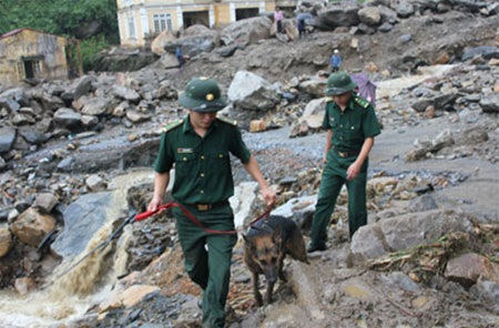 Dùng chó nghiệp vụ tìm kiếm nạn nhân trận lũ quét kinh hoàng - 1 Bộ đội biên phòng Lào Cai dùng chó nghiệp vụ tìm kiếm người mất tích (Ảnh: Trung Dũng)