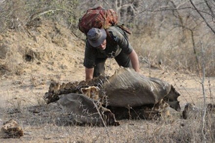 Một chuyên gia quốc tế đang khám nghiệm hiện trường con tê giác bị săn trộm.