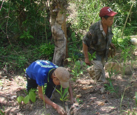 Ông Thanh và anh Lang trồng cây khá chuyên nghiệp