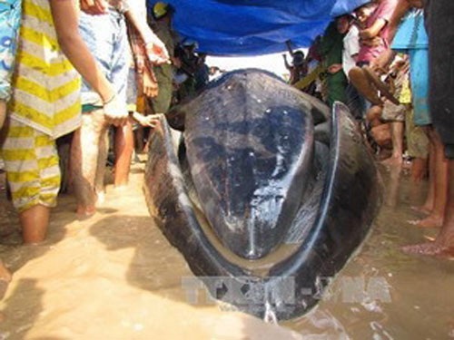 Người dân địa phương căng lều bạt che nắng cho cá voi. Ảnh: Vietnamplus