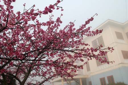 Phạm Ngọc Triển