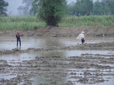 Đá lấp kín ruộng đồng, người dân lo không có gạo ăn