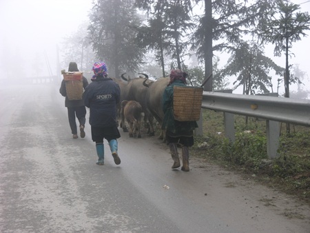 Cả đoàn người lùa trâu bò đi tránh rét