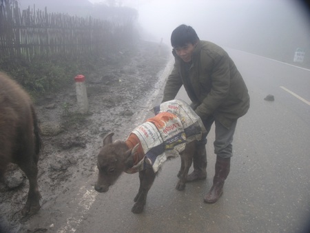 Chăm sóc gia súc chống lại cái lạnh
