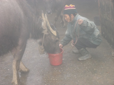 Chăm sóc gia súc chống lại cái lạnh