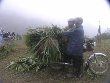 Chuẩn bị sẵn thức ăn cho trâu bò.