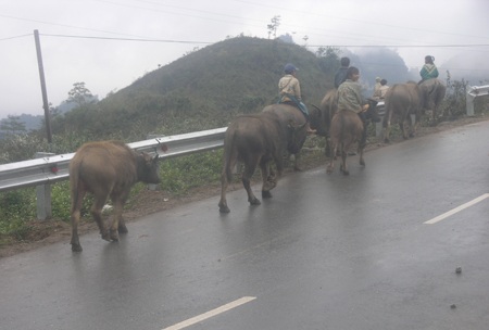 Những đứa trẻ giúp cha mẹ dẫn trâu bò đi sơ tán.