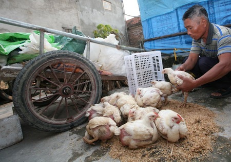 Ông Hào với chiếc xe cải tiến đi mua phế liệu và đàn gà công nghiệp sắp chết rét