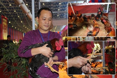 “Sản vật tiến vua” ồ ạt về Hà Nội - 4 Anh Hồ Thanh Dũng cho biết, chú gà chín cựa này là “người mẫu” của đàn, vì nó có vóc dáng rất đẹp.