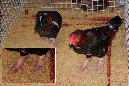 Anh Hồ Thanh Dũng cho biết, chú gà chín cựa này là “người mẫu” của đàn, vì nó có vóc dáng rất đẹp.