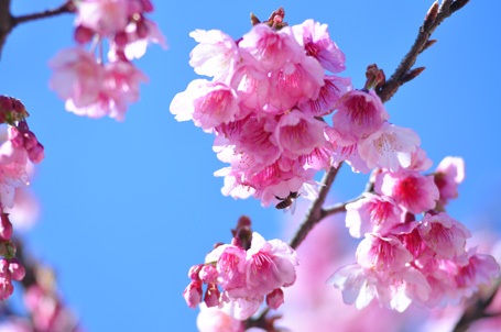 Phạm Ngọc Triển