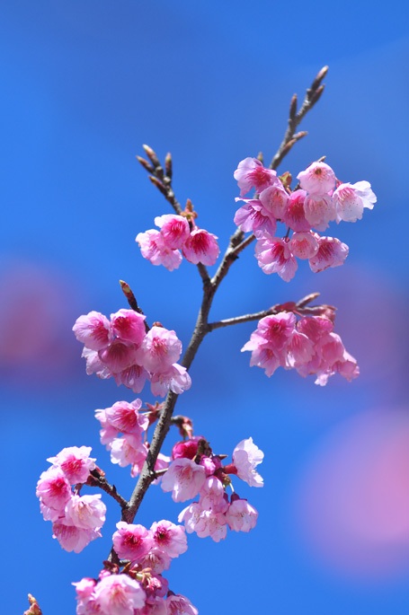 Phạm Ngọc Triển