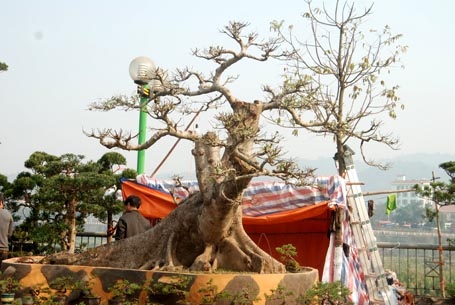 Cây sung thế có giá bán 450 triệu đồng (Ảnh: Ngọc Triển)