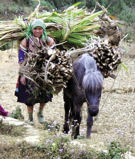 Bước sau lưng ngựa về nhà. Ảnh: L.T.H