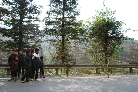 Chợ hoa đào Sa Pa nằm dọc quốc lộ 4D.