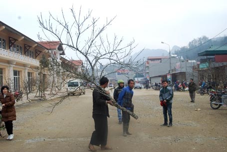 Chợ hoa đào Sa Pa nằm dọc quốc lộ 4D.