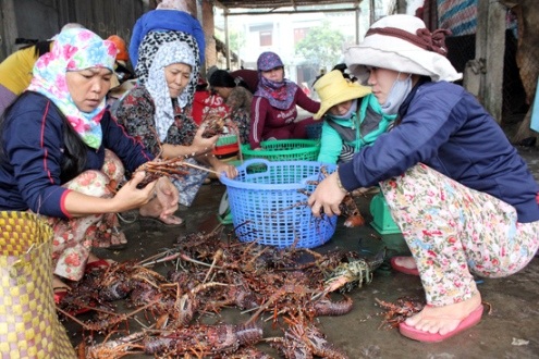 Ngư dân thu tiền tỷ từ lộc biển đầu năm - 2 Chuyến tàu đầy khoang tôm hùm, đem lại nguồn thu hàng tỷ đồng