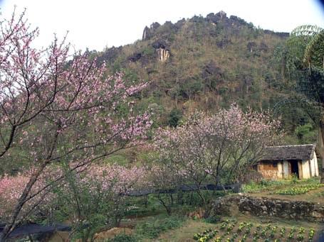 Phạm Ngọc Triển