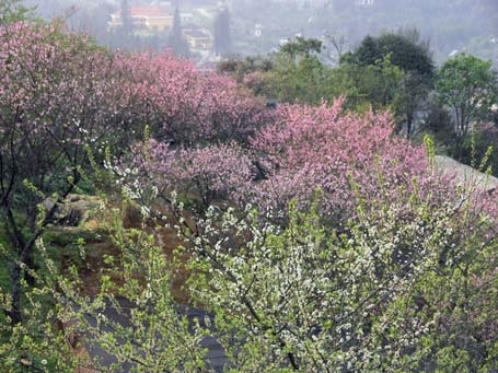 Phạm Ngọc Triển