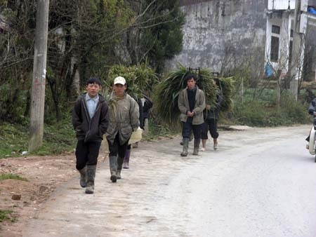  Đi kiếm lương thực cho trâu bò (Ảnh: Phạm Ngọc Triển)