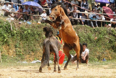 Chọi ngựa độc đáo ở Hà Giang - 2 Các đấu sĩ đang trình diễn trên sân khấu.