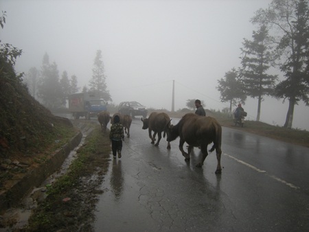 Đưa đàn trâu xuống núi tránh rét sau tết