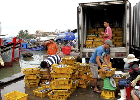 Một số tàu trúng “lộc biển” cá chuồn đầu năm mới.