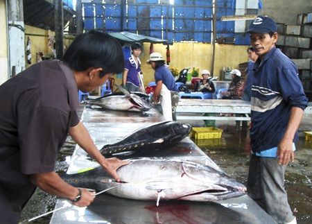 Sơ chế cá ngừ trong dịp tết. Ảnh: Lưu Phong