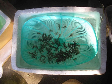 400.000 đồng một con tôm bé bằng… ngón tay út - 1 400.000 đồng một con tôm bé bằng… ngón tay út