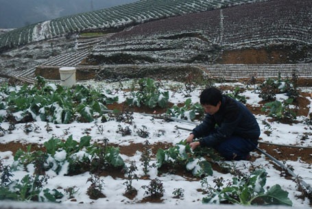 Phạm Ngọc Triển