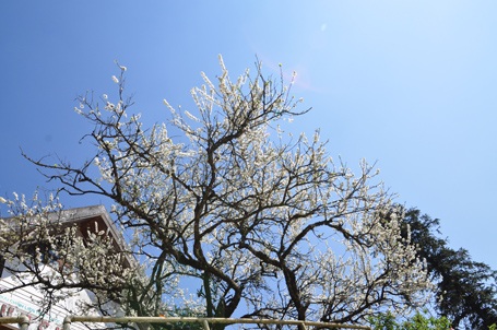 Vẻ đẹp hoa mận hút ống kính nhiếp ảnh.