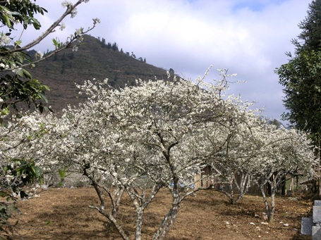 Vẻ đẹp hoa mận hút ống kính nhiếp ảnh.