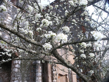 Vẻ đẹp hoa mận hút ống kính nhiếp ảnh.