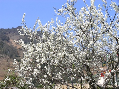 Vẻ đẹp hoa mận hút ống kính nhiếp ảnh.