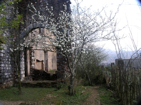 Vẻ đẹp hoa mận hút ống kính nhiếp ảnh.