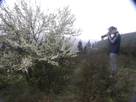 Vẻ đẹp hoa mận hút ống kính nhiếp ảnh.