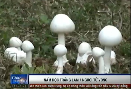 Nhận diện loại nấm độc trắng làm 7 người tử vong - 1 Nhận diện loại nấm độc trắng làm 7 người tử vong