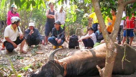Hàng chục cảnh sát khống chế trâu “điên” húc bị thương 10 người - 1 Con trâu bị khống chế (Ảnh: Tiền Phong)